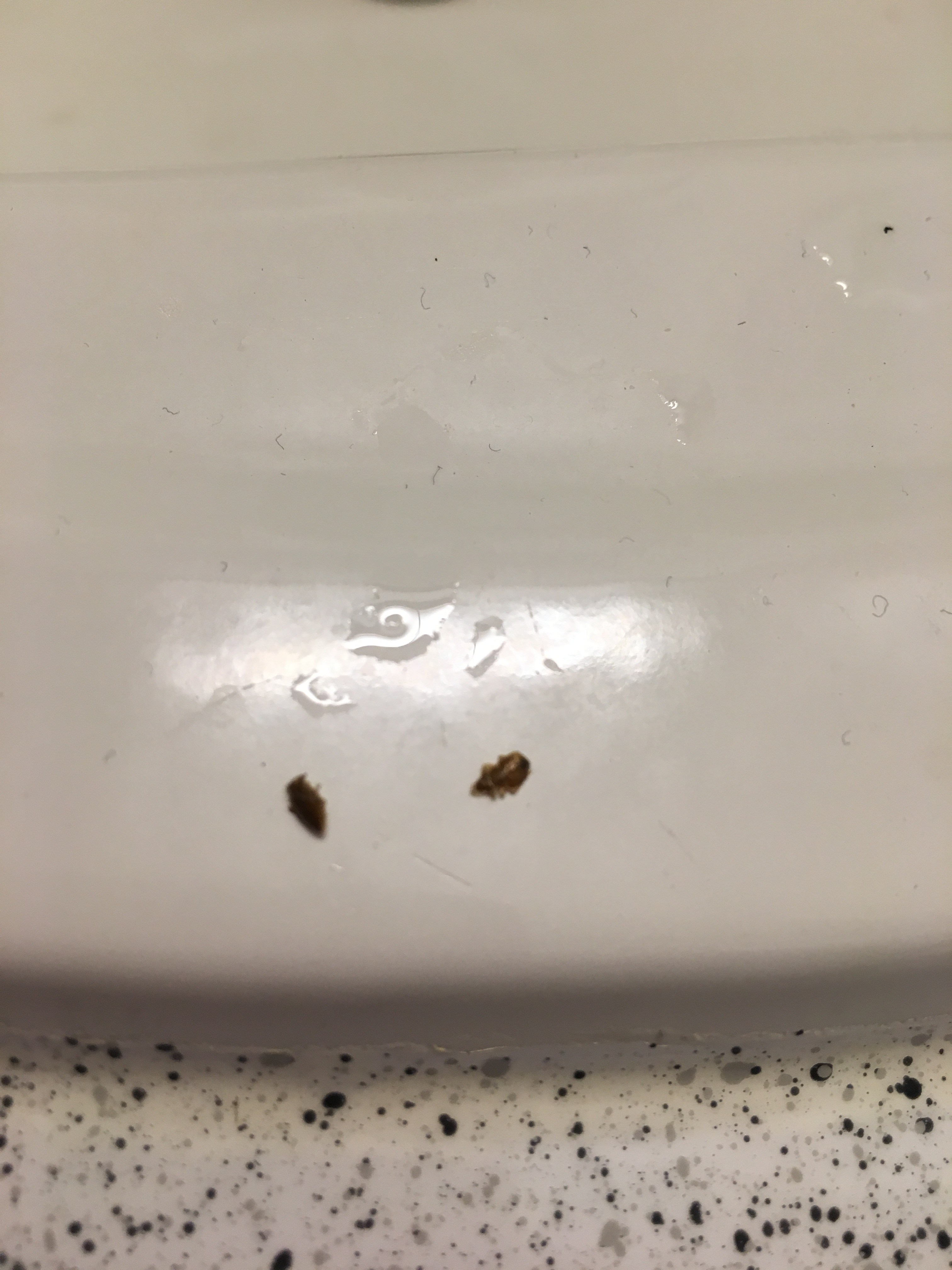 Texas Bed Bug Hotel and Apartment Reports
