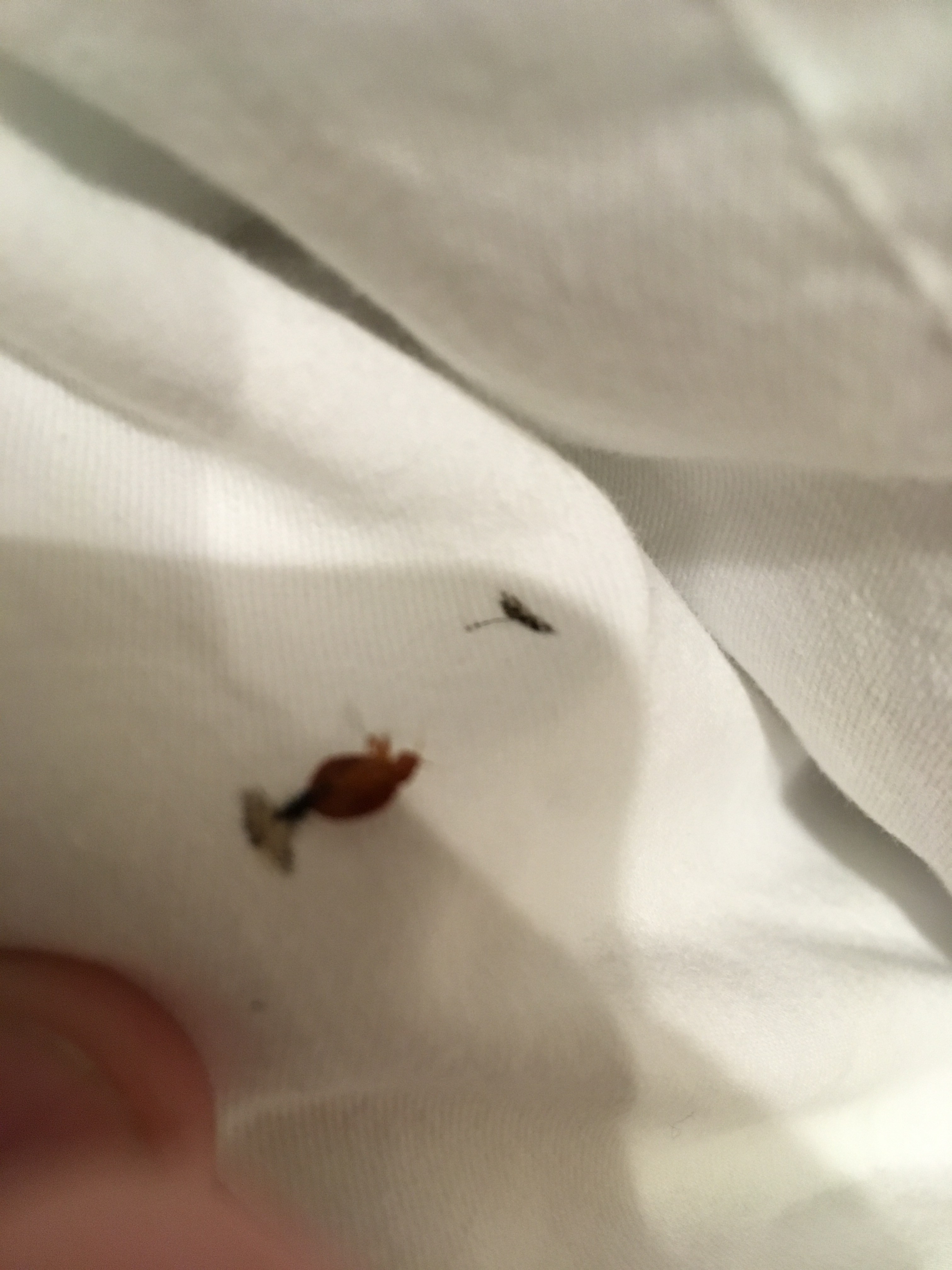 North Carolina Bed Bug Hotel and Apartment Reports