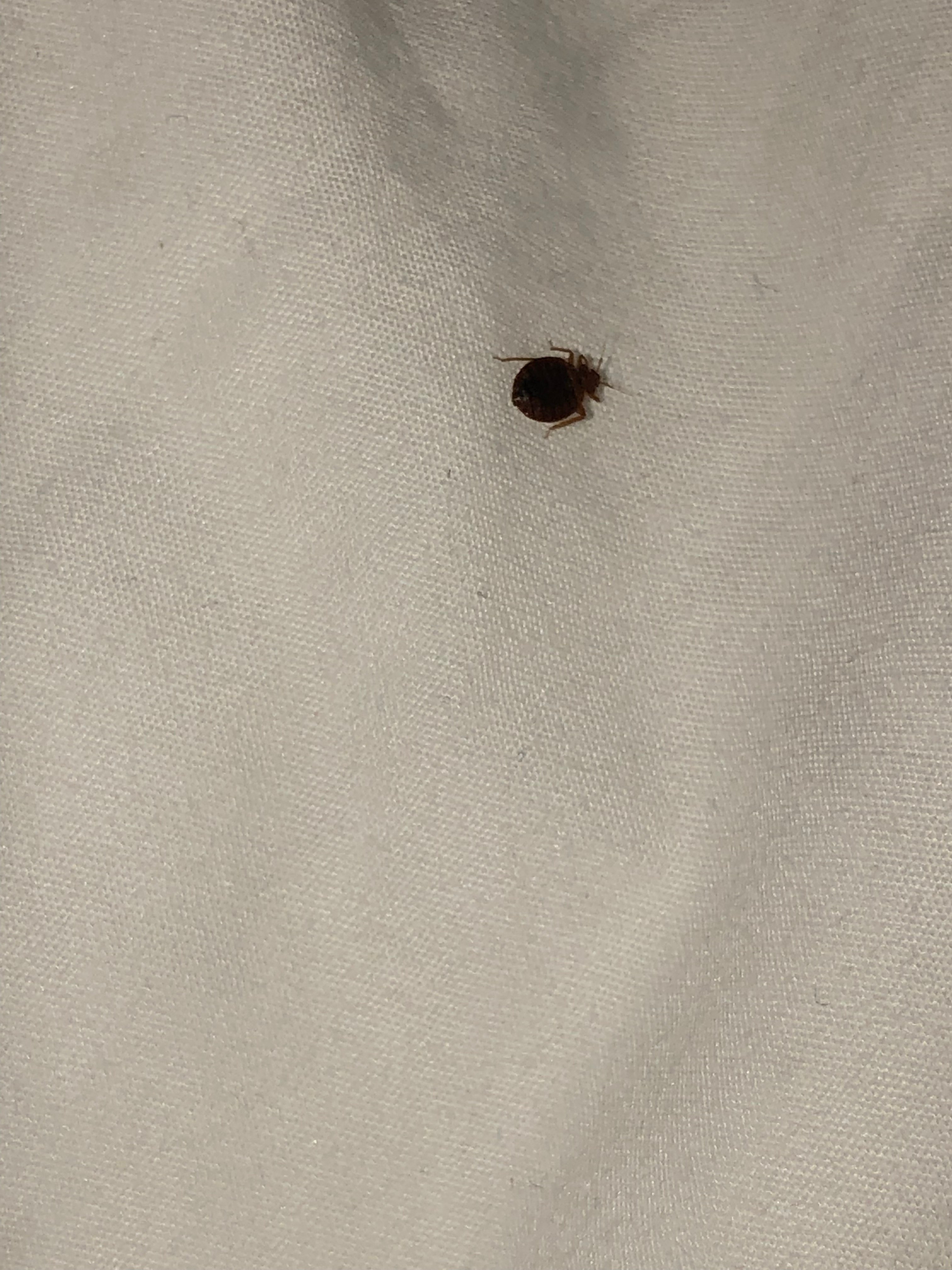 Wyoming Bed Bug Hotel and Apartment Reports