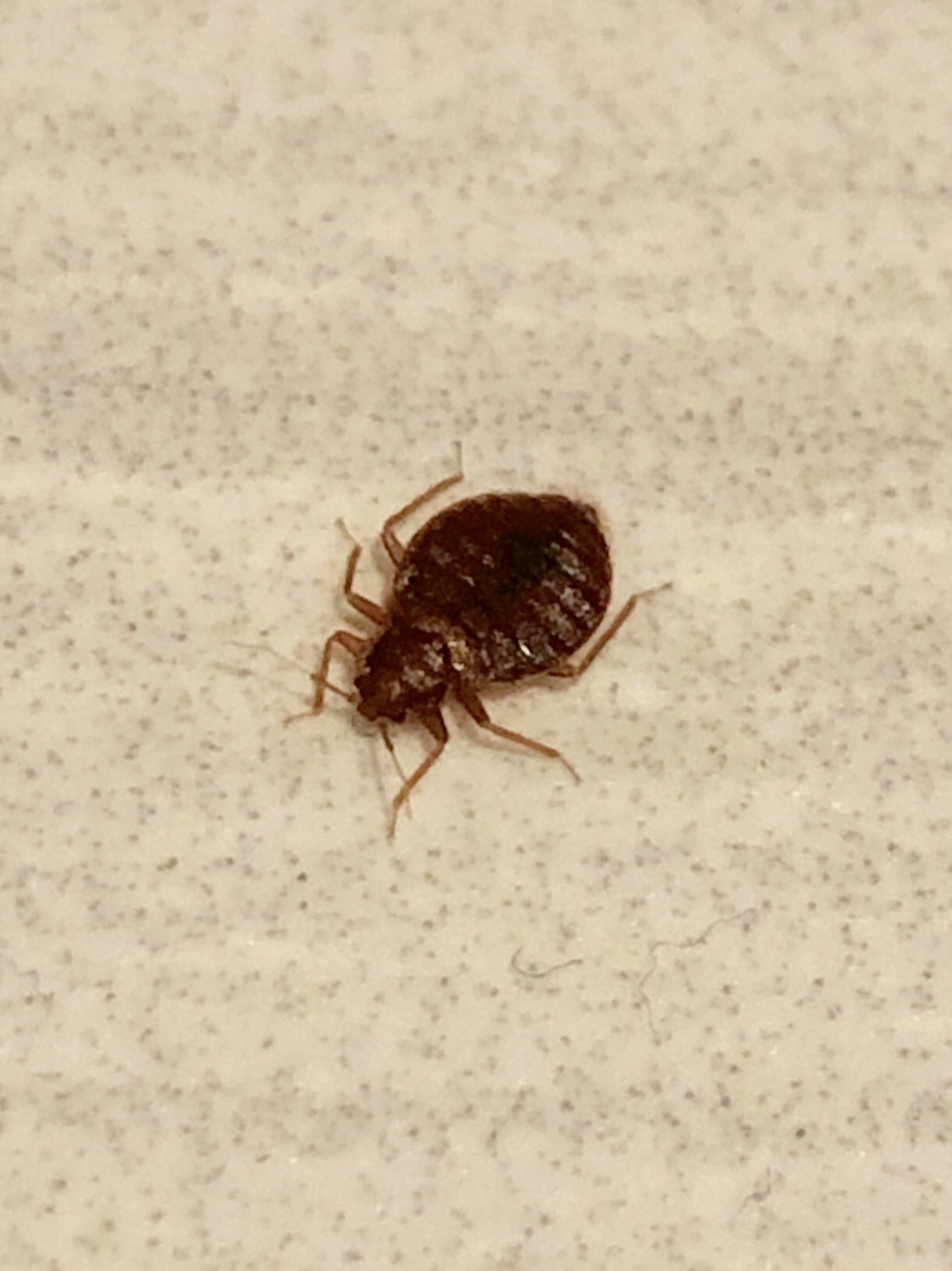 Bed Bug Reports Check Hotels and Apartments Before You Stay