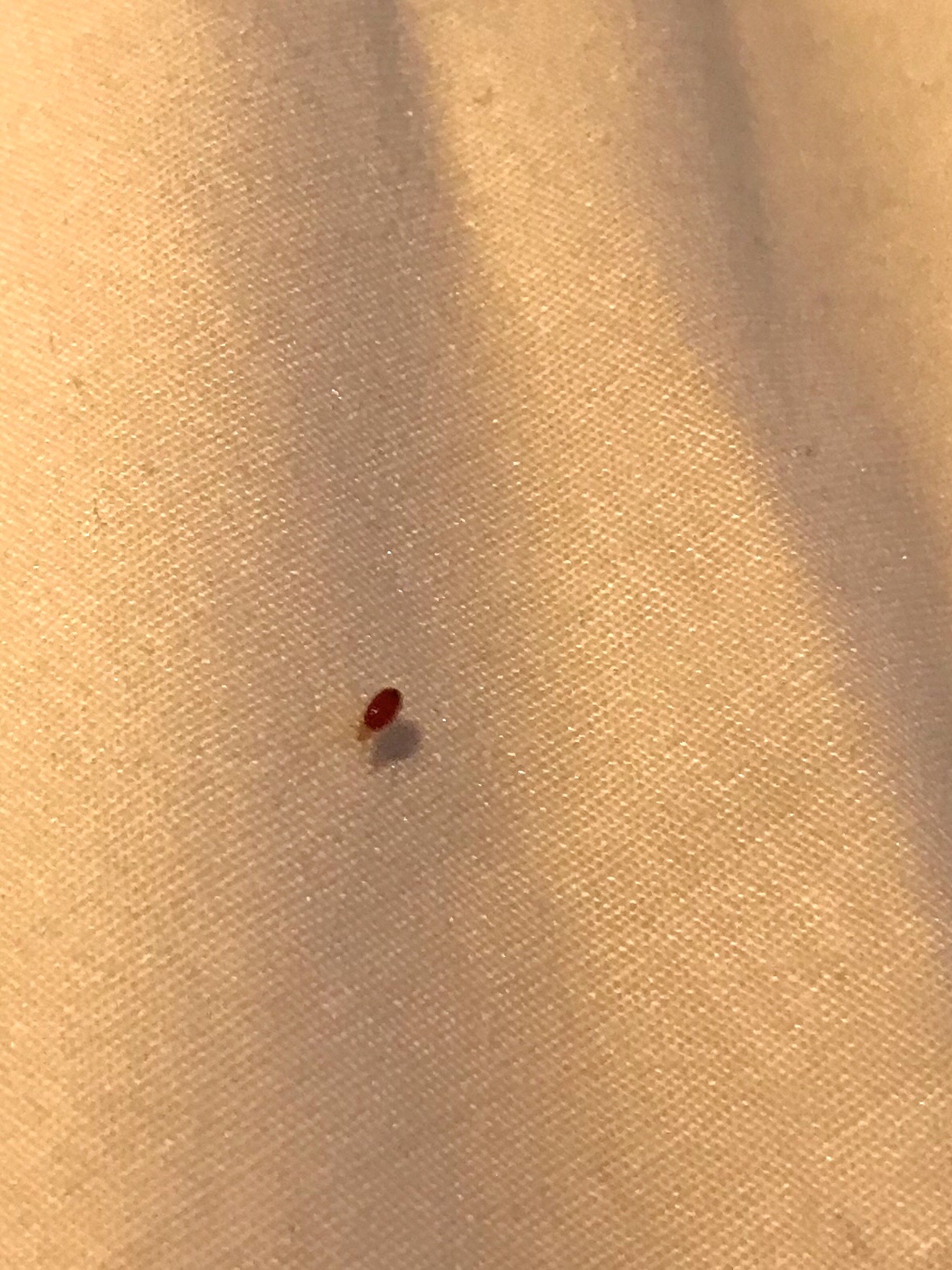 Bed Bug Reports Check Hotels and Apartments Before You Stay