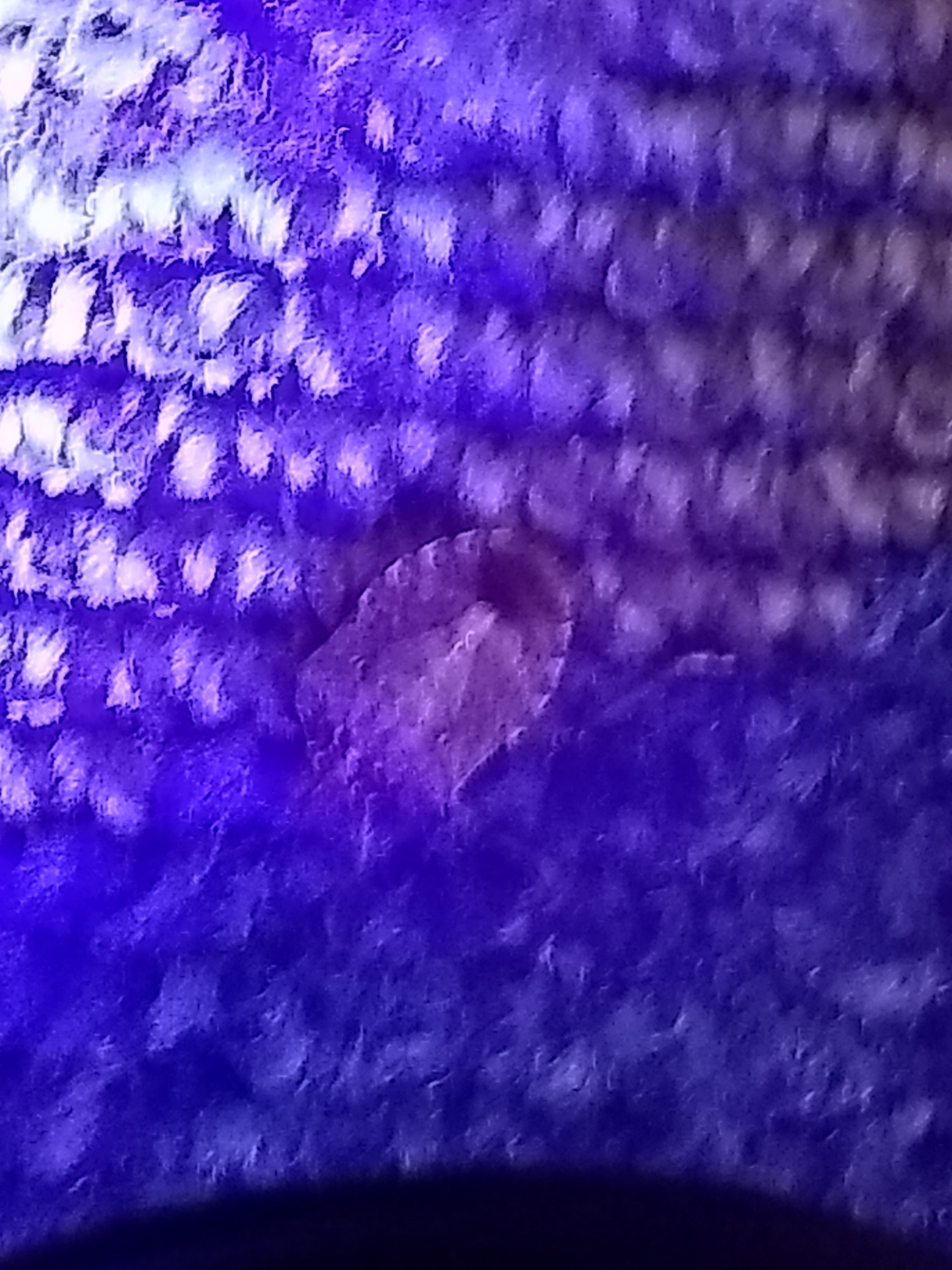 Bed Bug Reports Check Hotels and Apartments Before You Stay