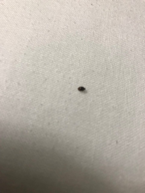 Tennessee Bed Bug Hotel and Apartment Reports