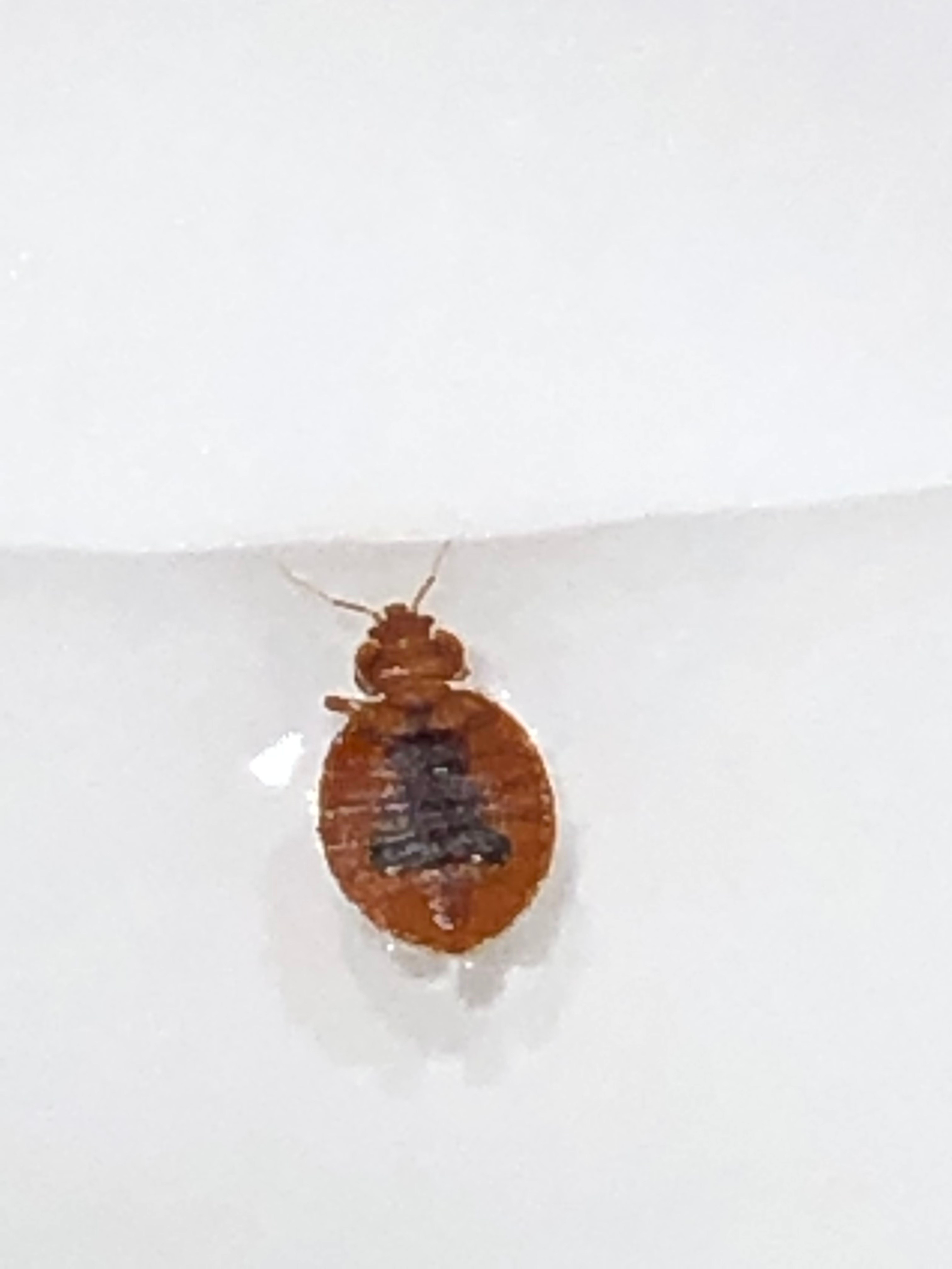 Pennsylvania Bed Bug Hotel and Apartment Reports