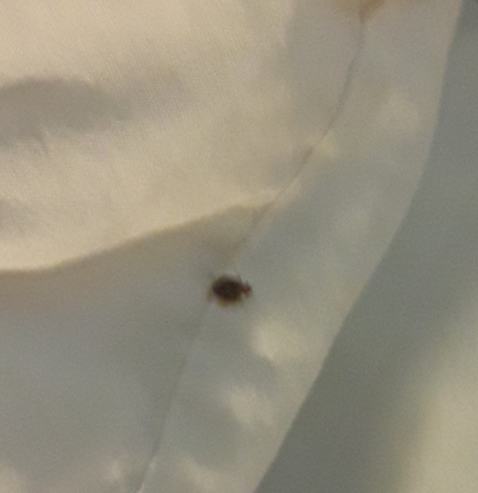Wisconsin Bed Bug Hotel and Apartment Reports
