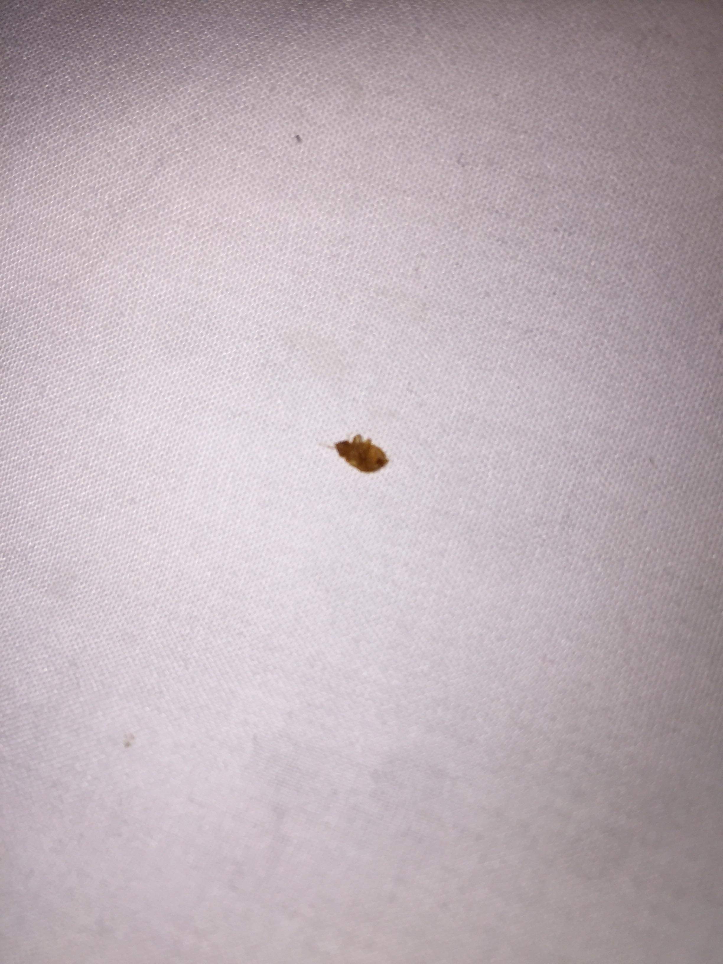Tennessee Bed Bug Hotel and Apartment Reports
