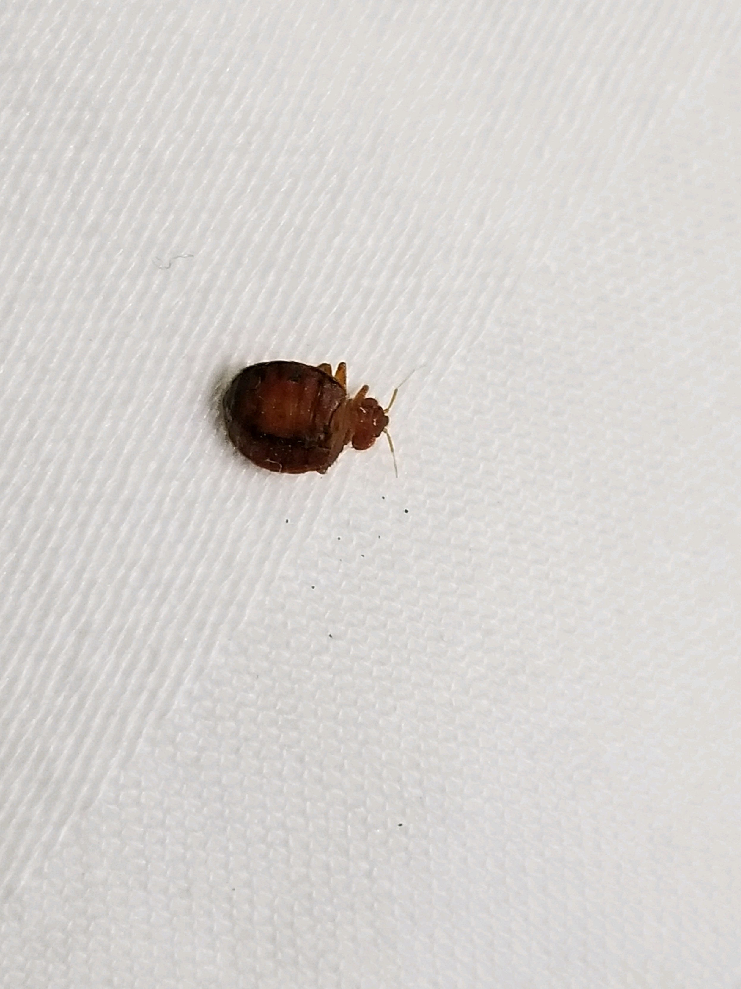 North Carolina Bed Bug Hotel and Apartment Reports