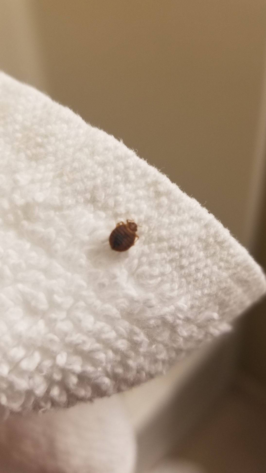 Texas Bed Bug Hotel and Apartment Reports