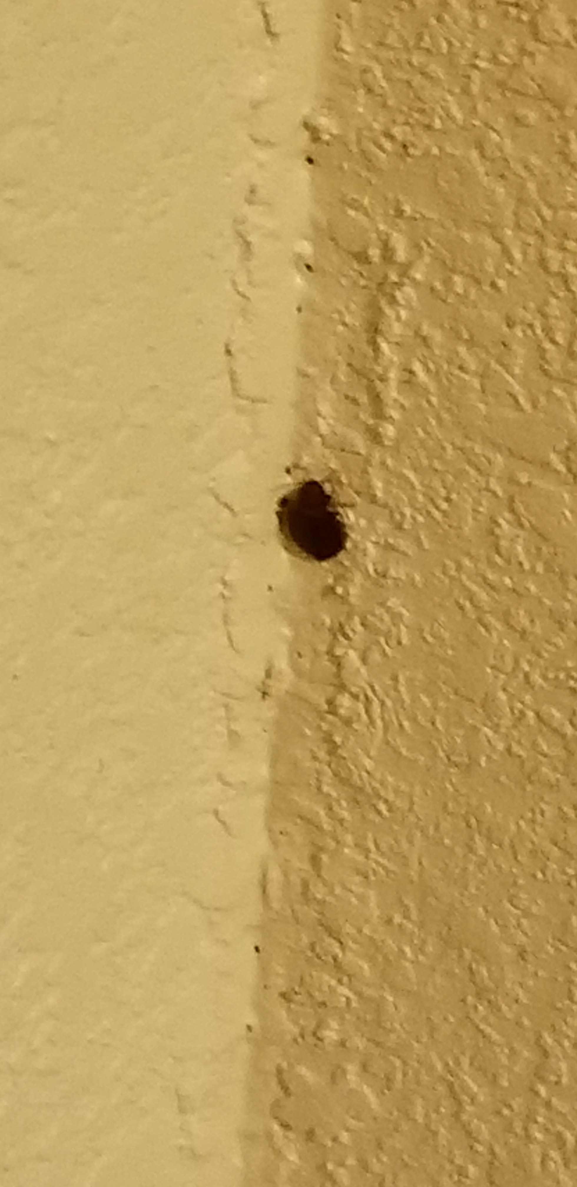 Michigan Bed Bug Hotel and Apartment Reports