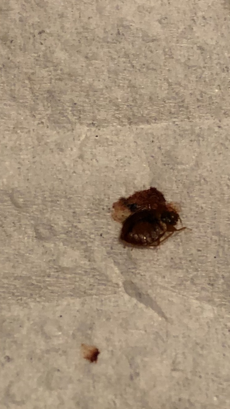 Kentucky Bed Bug Hotel and Apartment Reports