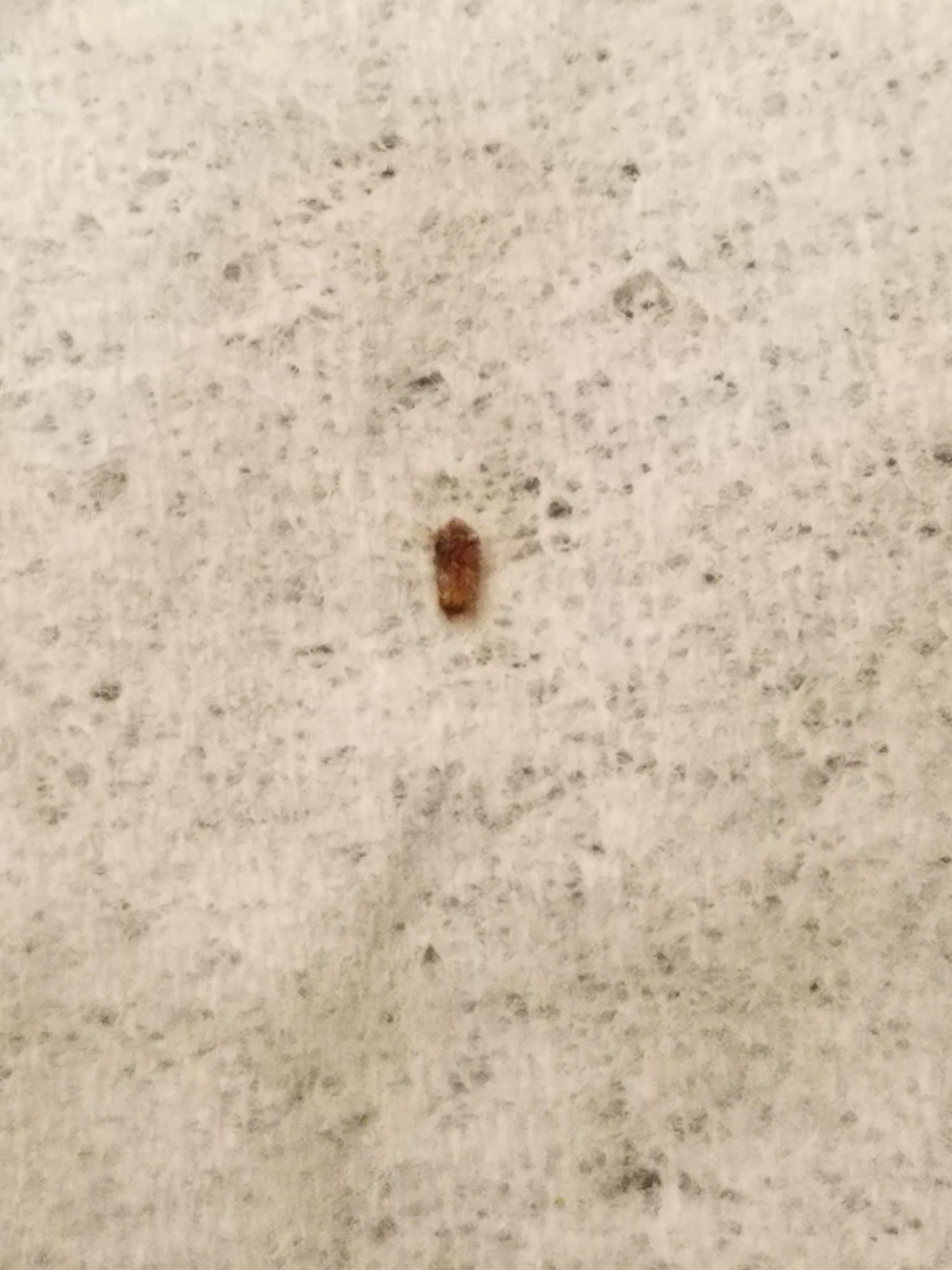 Ohio Bed Bug Hotel and Apartment Reports