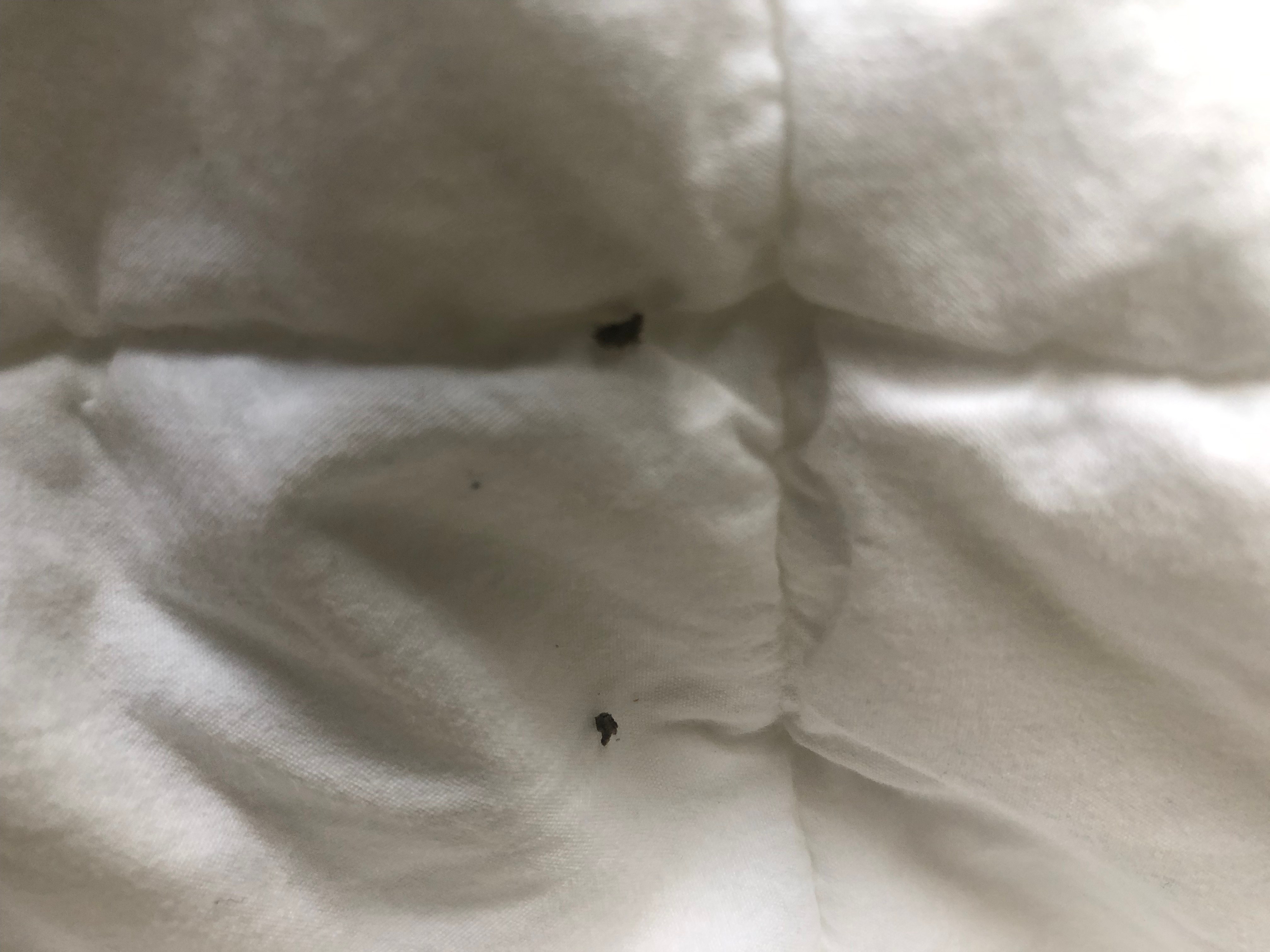 Indiana Bed Bug Hotel and Apartment Reports