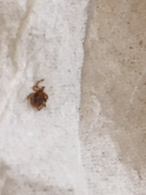 Bed Bug Reports Check Hotels and Apartments Before You Stay
