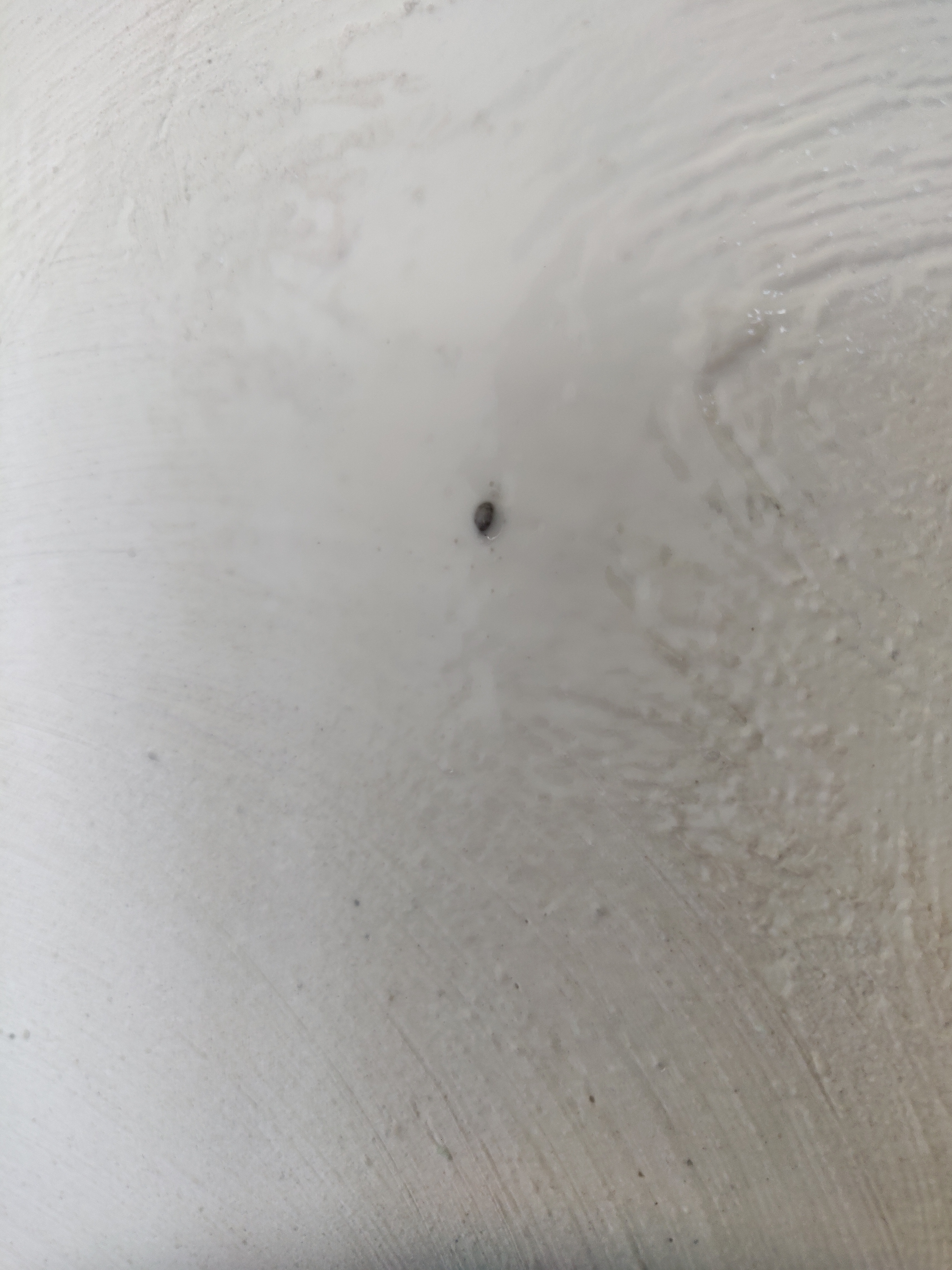 Virginia Bed Bug Hotel and Apartment Reports