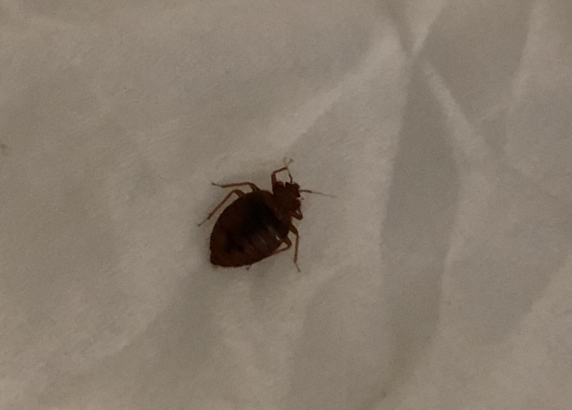 Tennessee Bed Bug Hotel and Apartment Reports