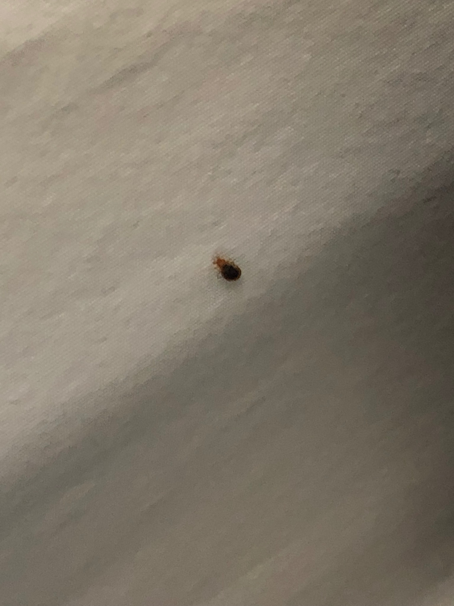 Idaho Bed Bug Hotel and Apartment Reports