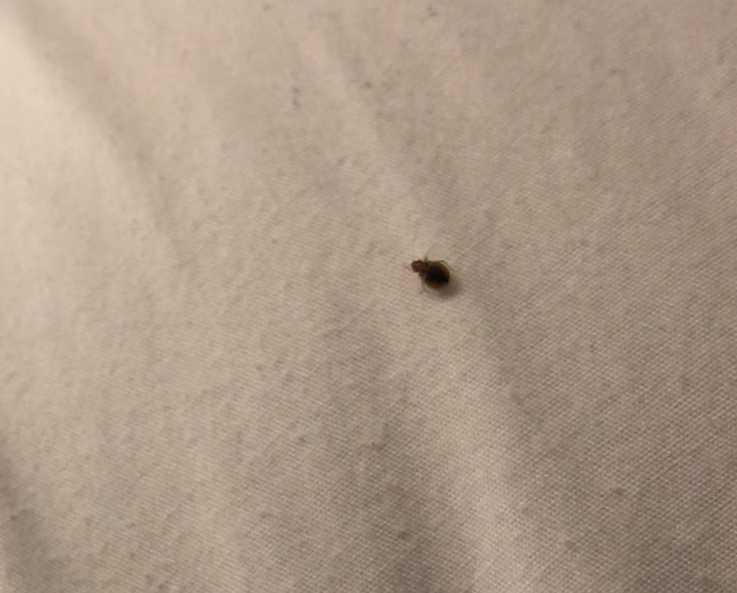 Maryland Bed Bug Hotel and Apartment Reports