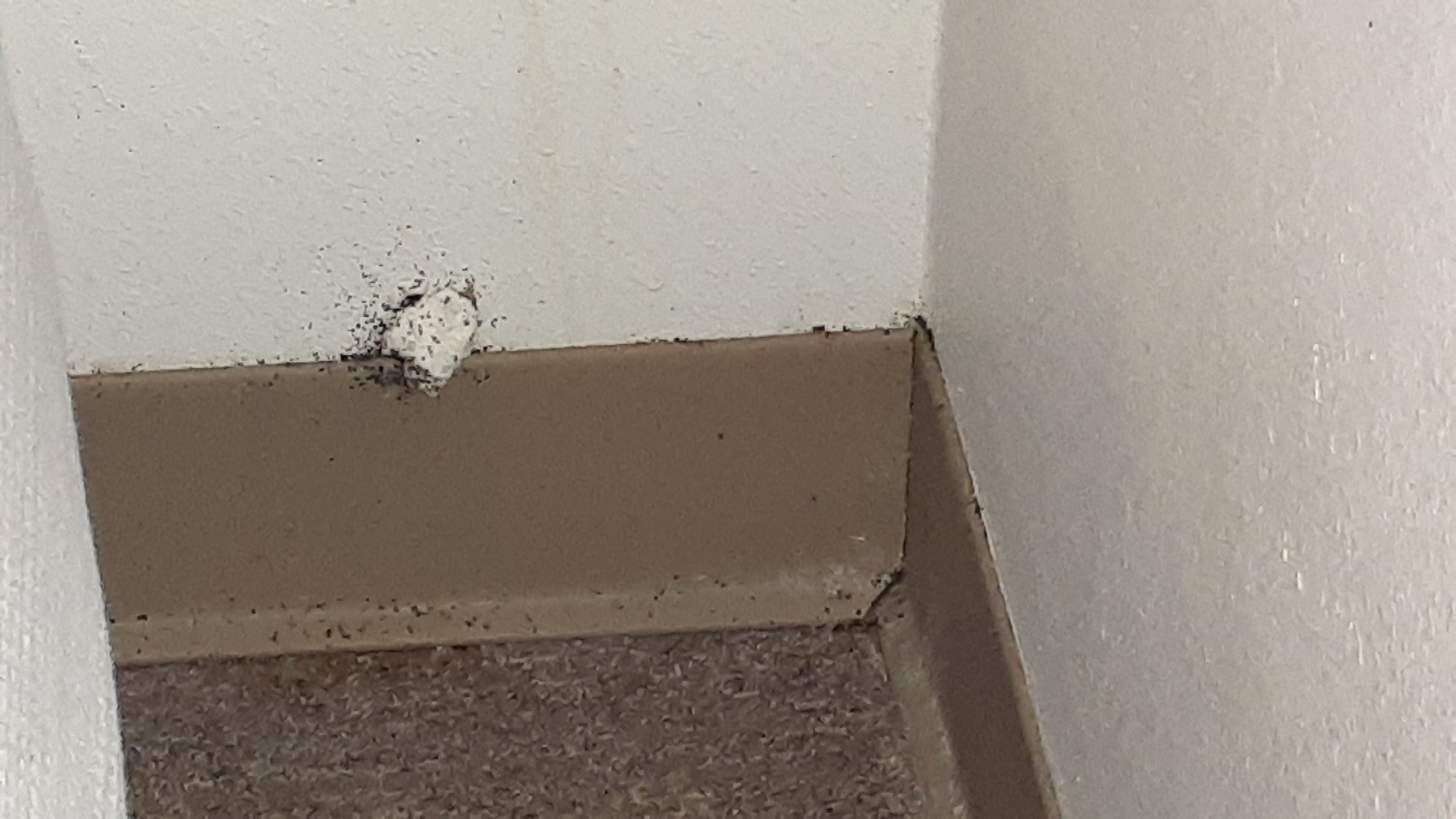 Bed Bug Reports Check Hotels and Apartments Before You Stay