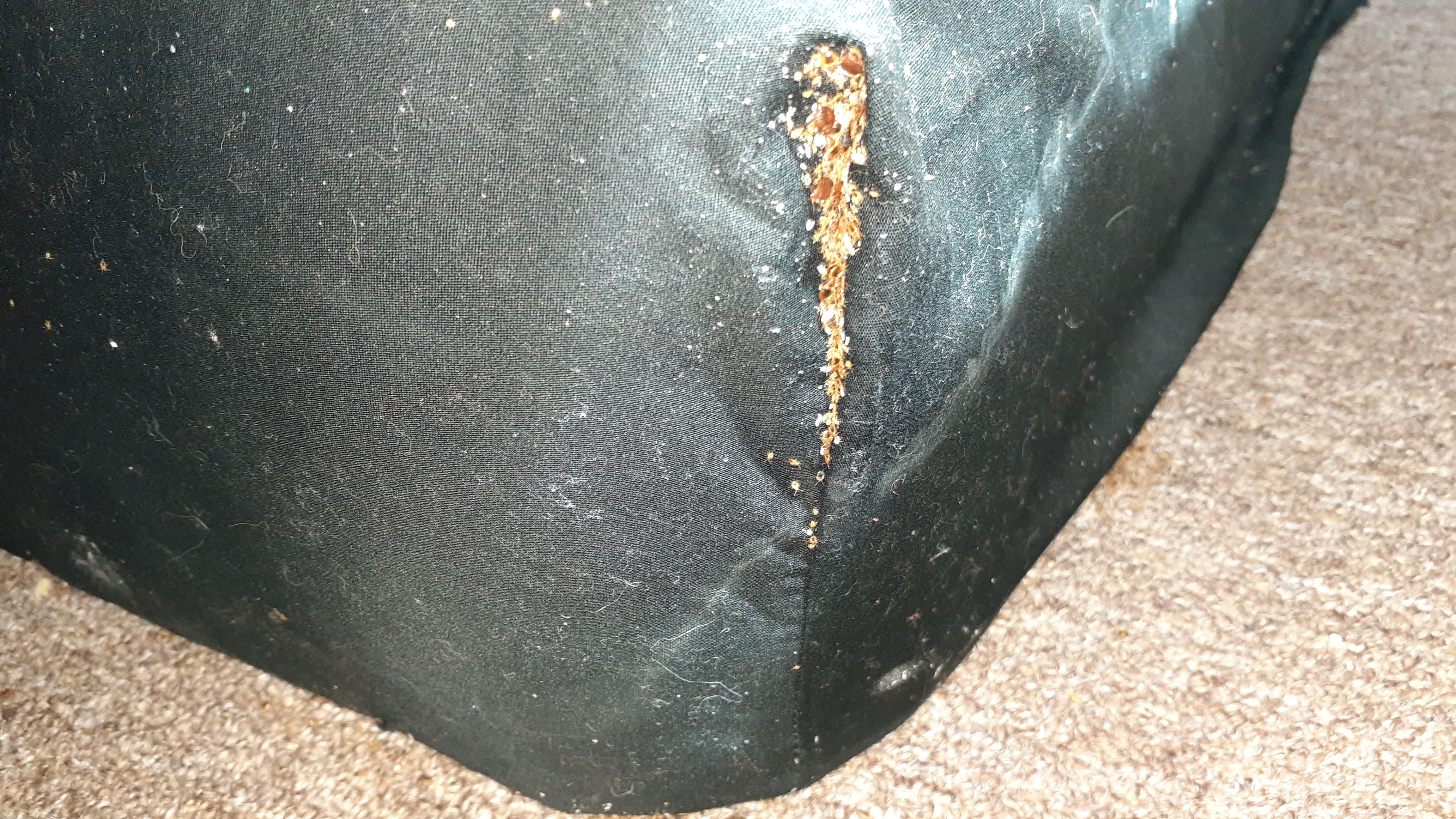 Cassa Hotel New York Bed Bugs