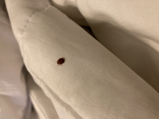 Bed Bug Reports Check Hotels and Apartments Before You Stay