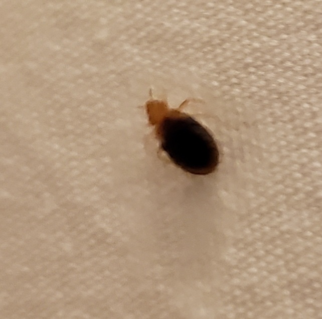 Bed Bug Reports Check Hotels and Apartments Before You Stay