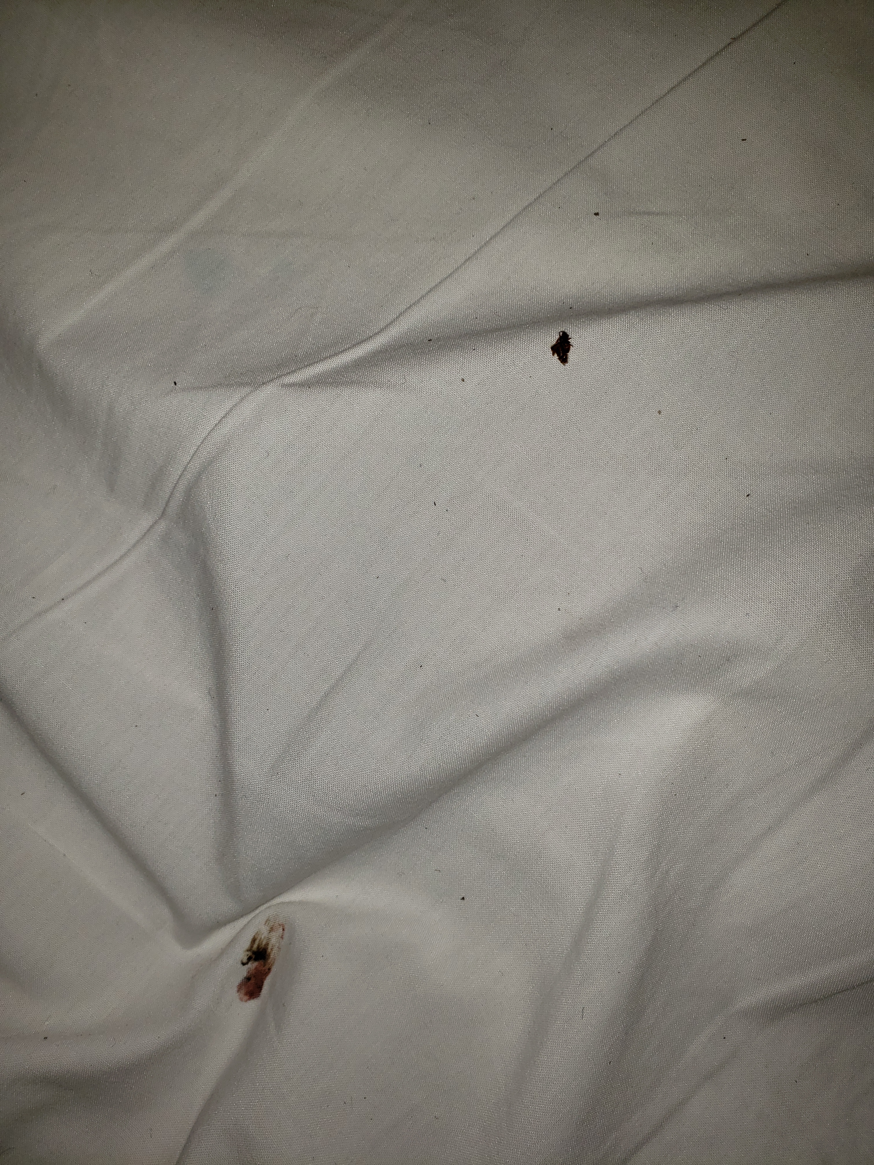Bed Bug Reports Check Hotels and Apartments Before You Stay