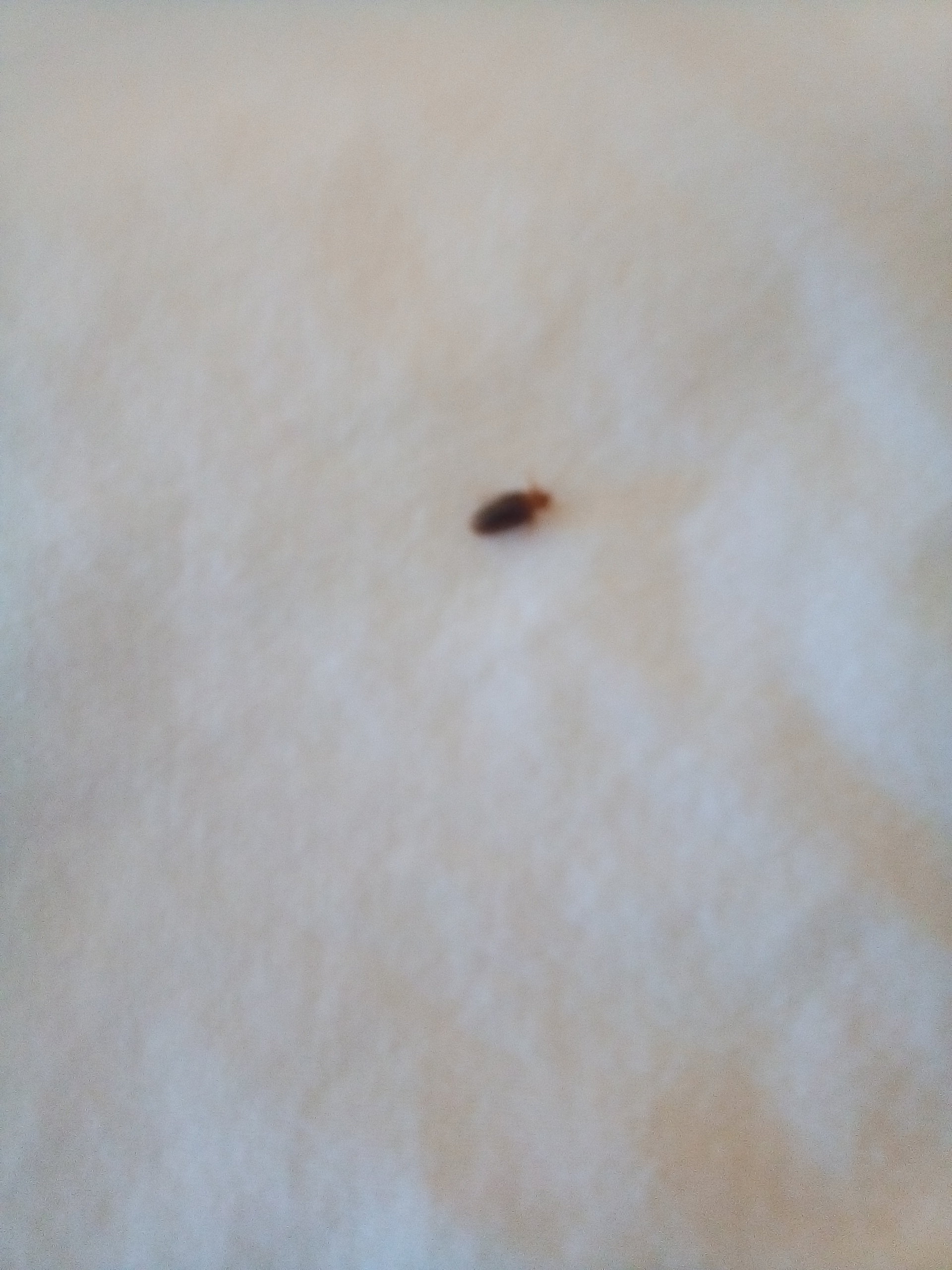 Bed Bug Reports Check Hotels and Apartments Before You Stay