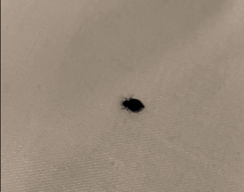 Bed Bug Reports Check Hotels and Apartments Before You Stay