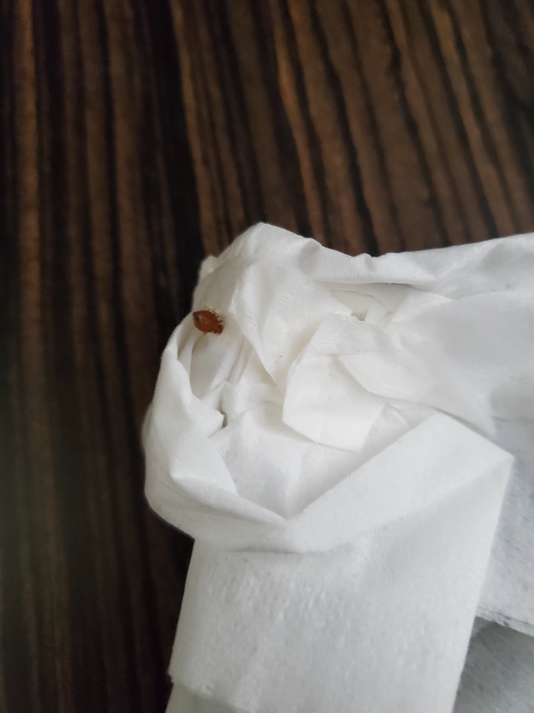Bed Bug Reports Check Hotels and Apartments Before You Stay