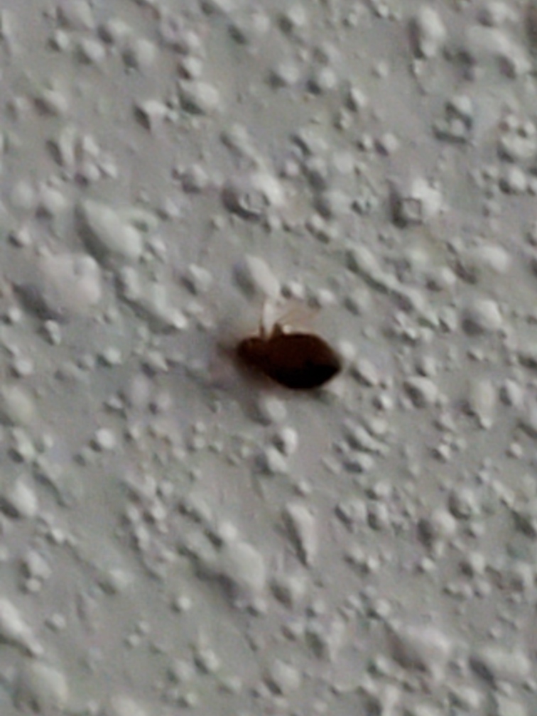 Bed Bug Reports Check Hotels and Apartments Before You Stay