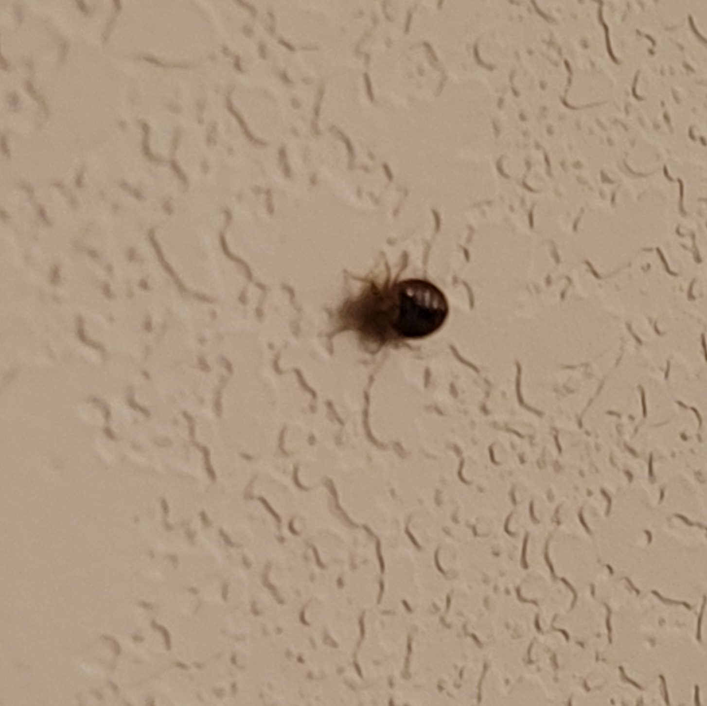 Bed Bug Reports Check Hotels and Apartments Before You Stay