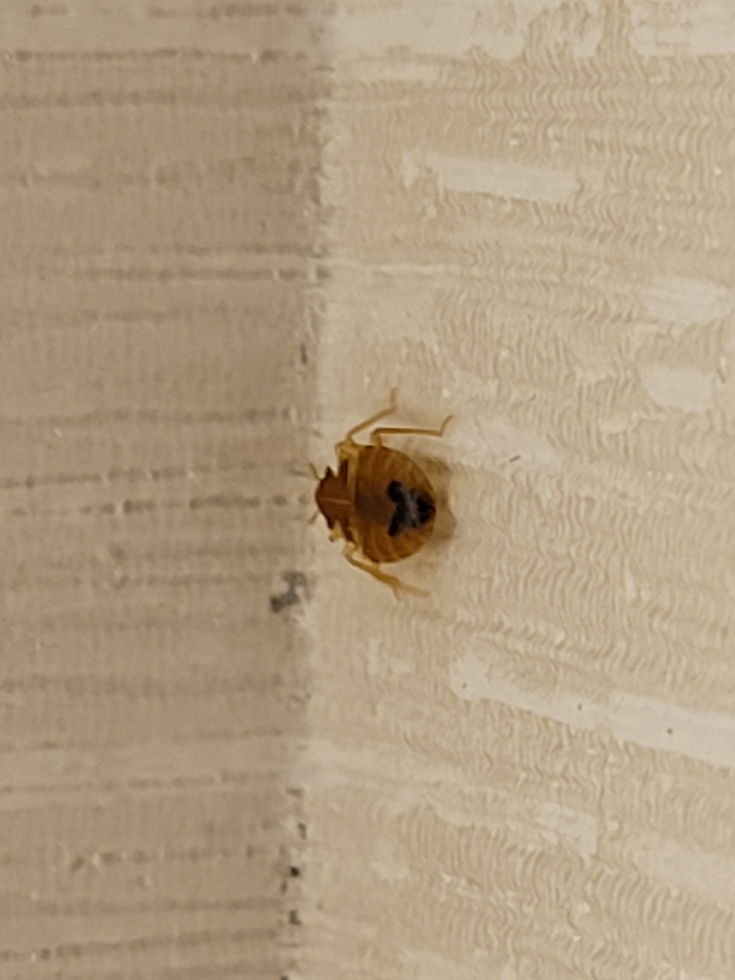 Bed Bug Reports Check Hotels and Apartments Before You Stay