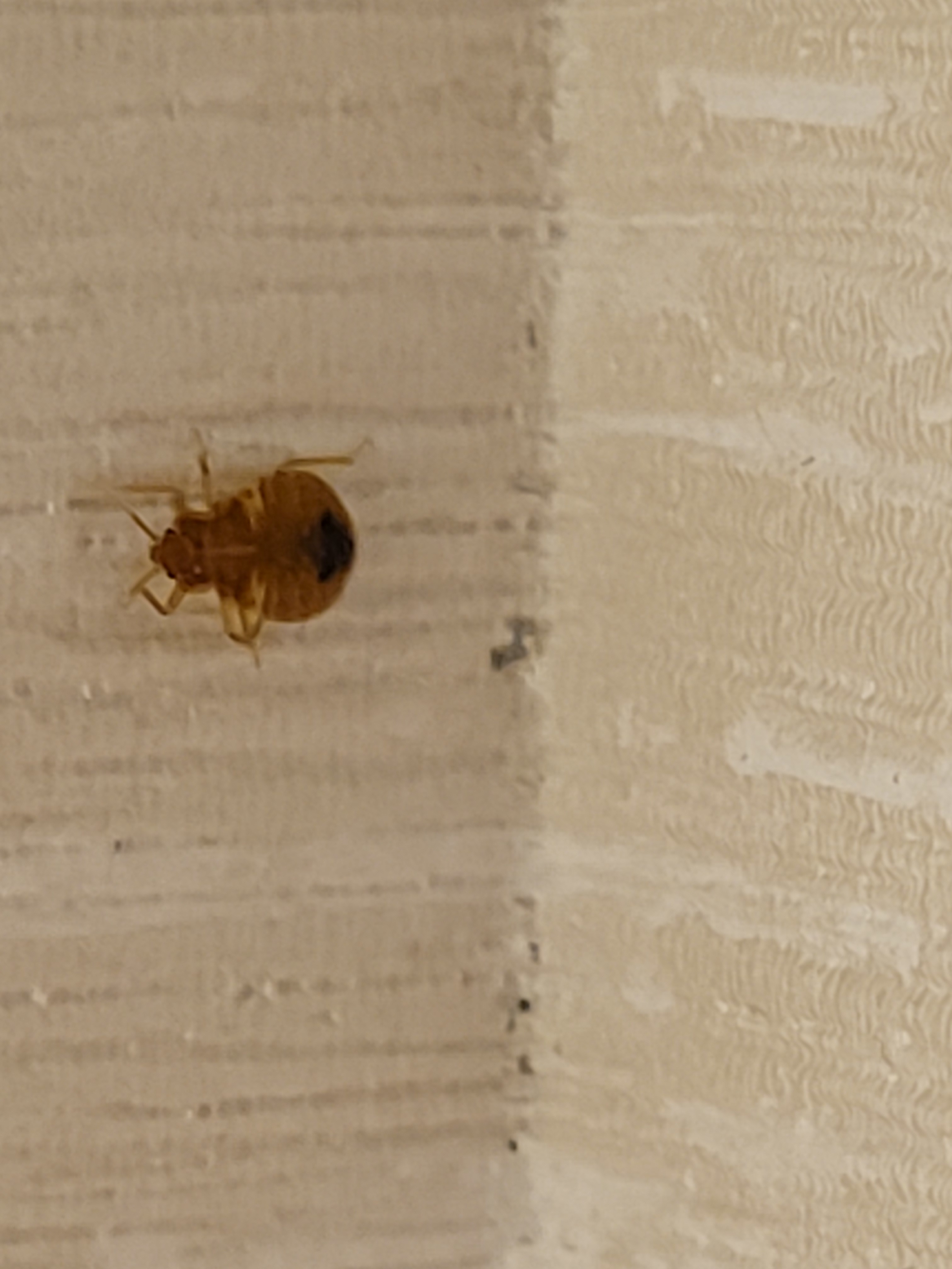 Bed Bug Reports Check Hotels and Apartments Before You Stay
