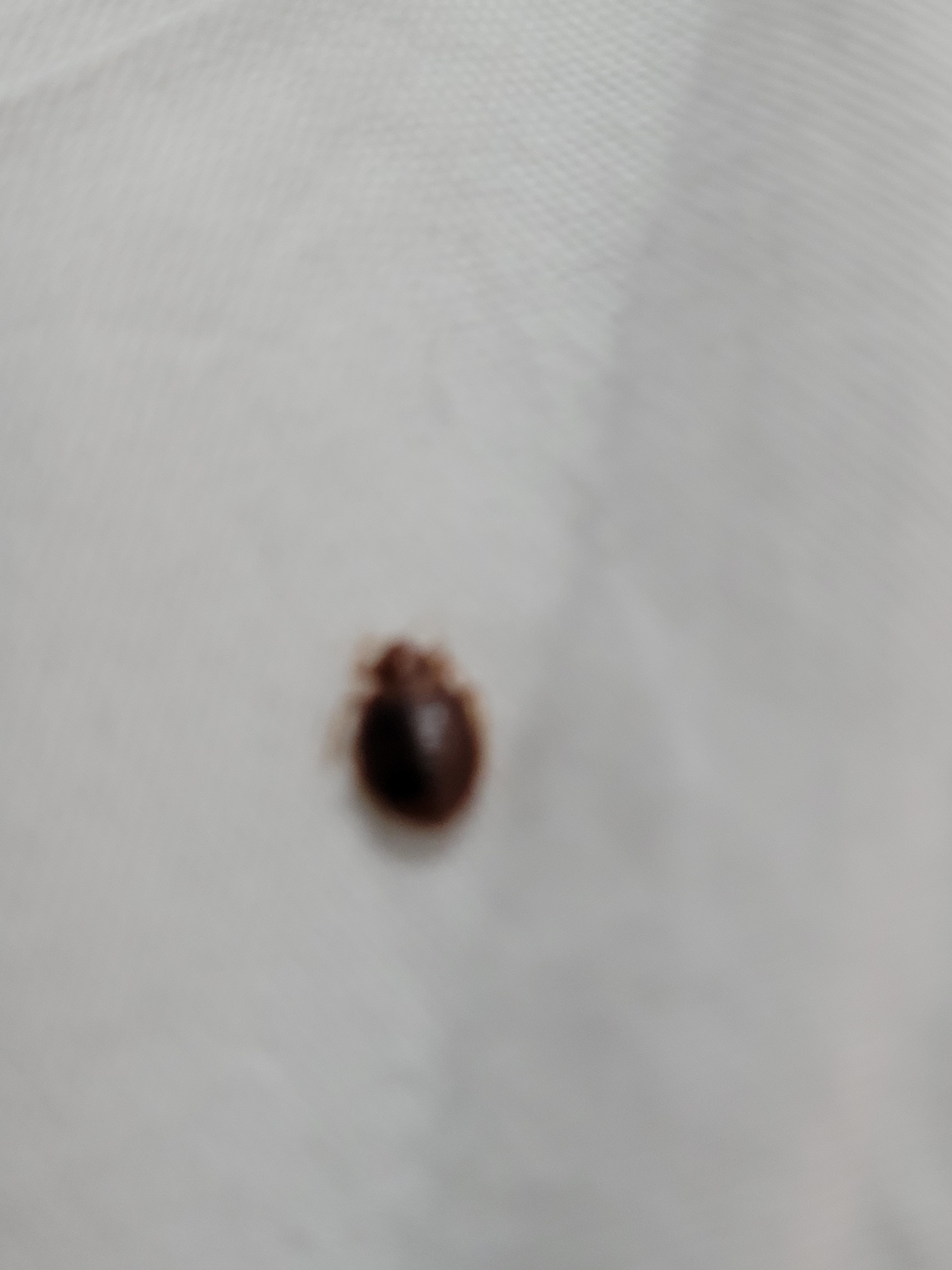 Bed Bug Reports Check Hotels and Apartments Before You Stay