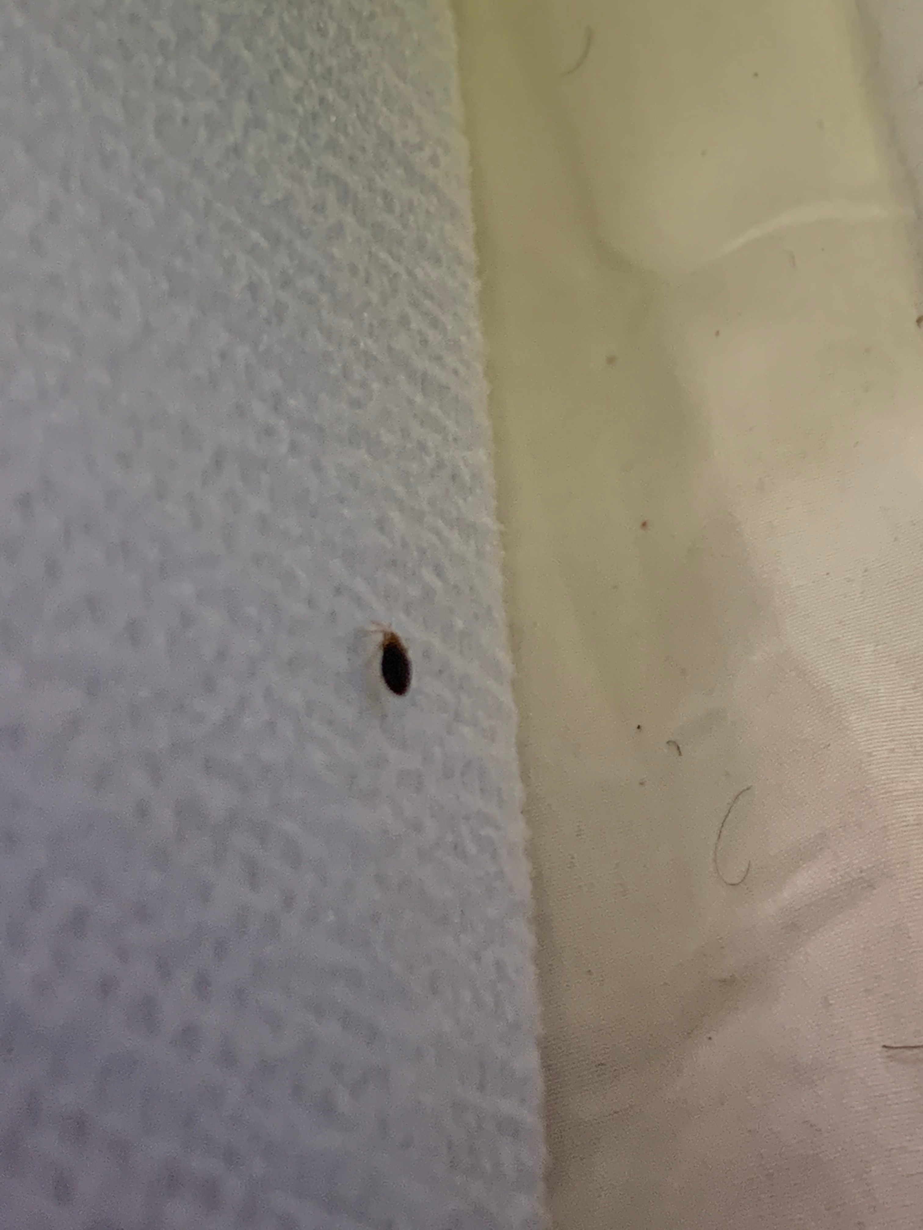 Bed Bug Reports Check Hotels and Apartments Before You Stay