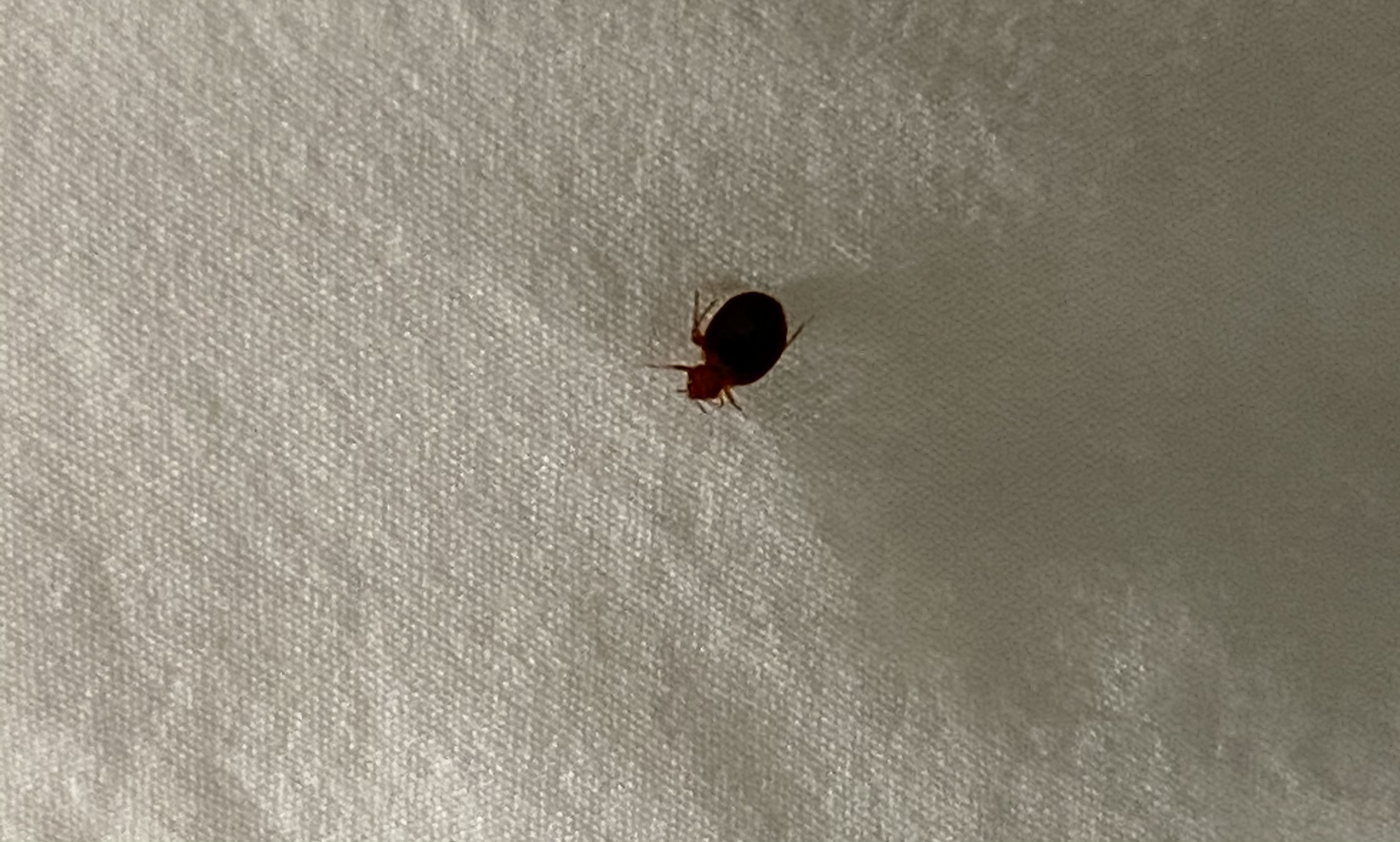 Bed Bug Reports Check Hotels and Apartments Before You Stay