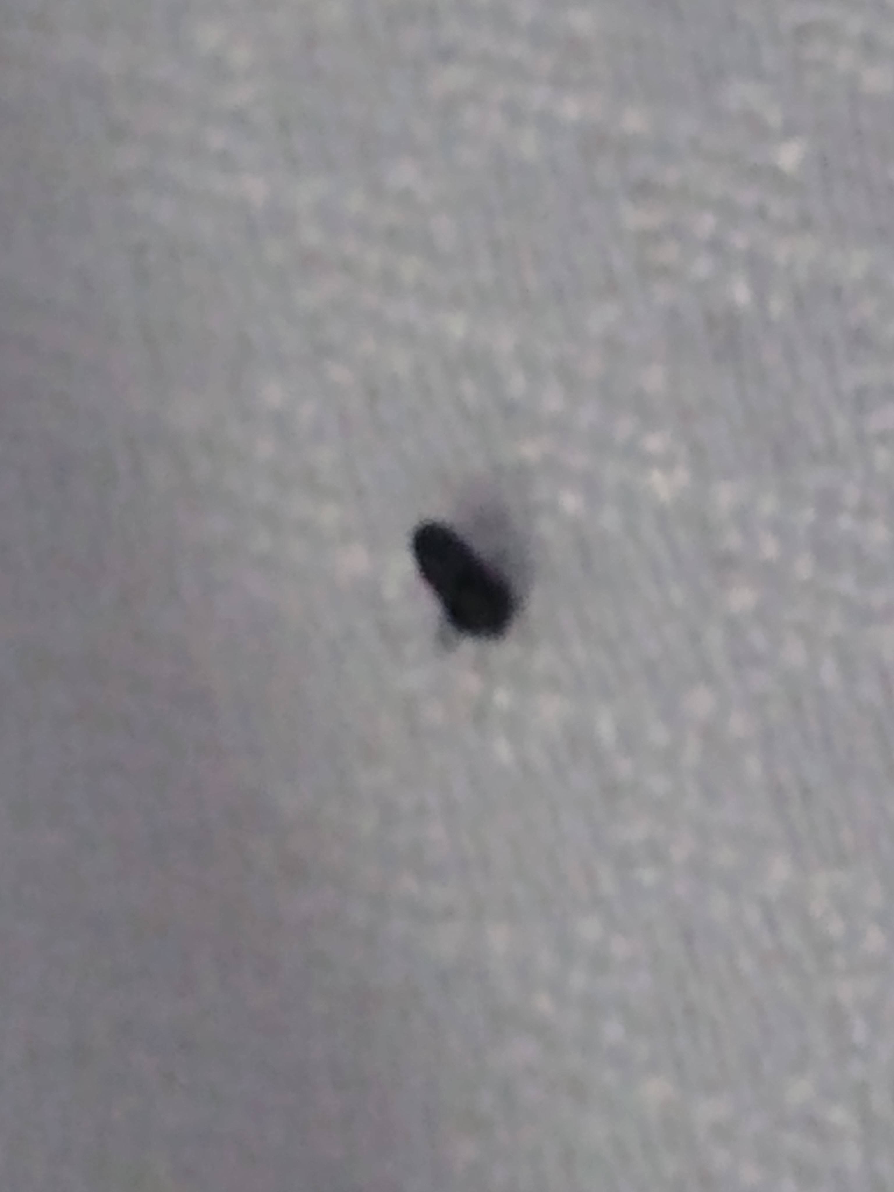 Bed Bug Reports Check Hotels And Apartments Before You Stay
