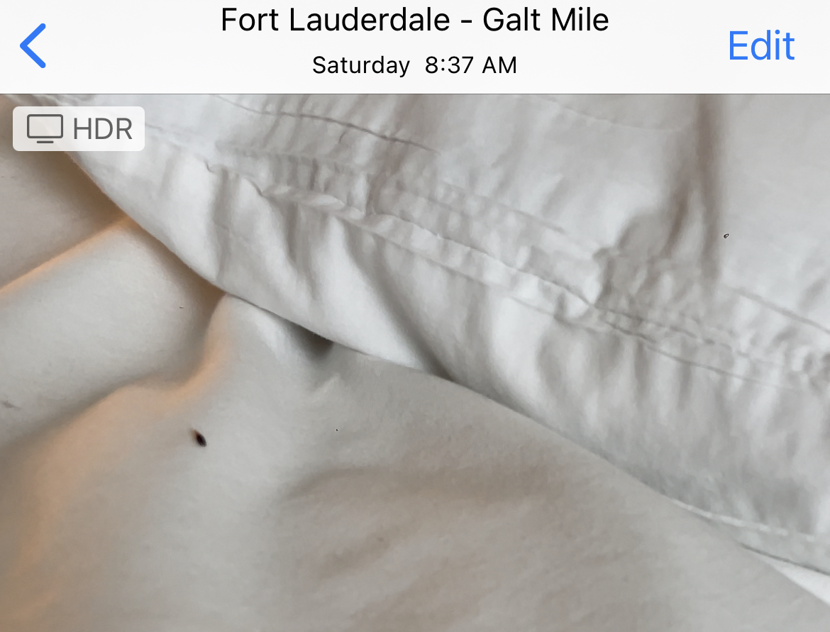 Bed Bug Reports Check Hotels and Apartments Before You Stay