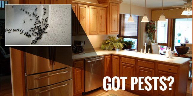 Affordable Pest Control Service in Philadelphia, PA