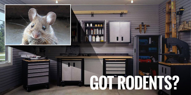 Philadelphia Rodent Control Service Bed Bugs, ETC.