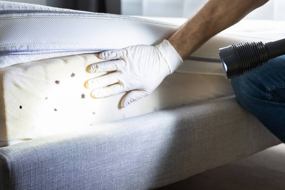 Bed Bug Extermination Cypress Expert Pest Control in Texas
