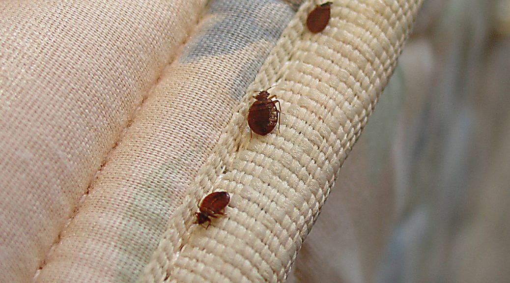 bedbugs inspection Archives Bedbug Control Brisbane