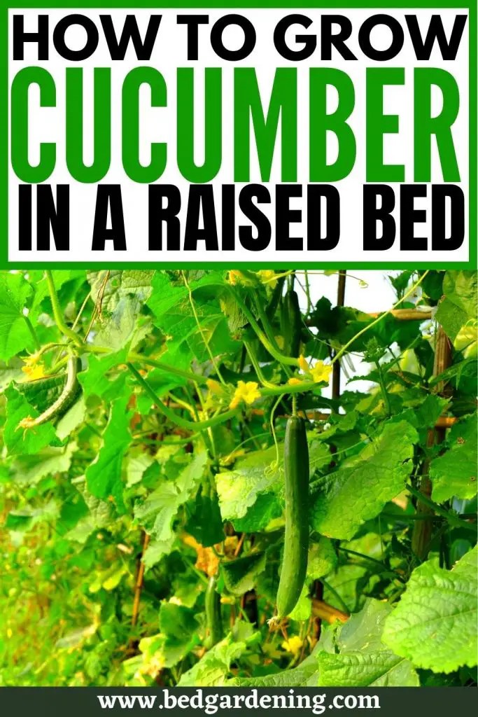 How to Grow Cucumber in Raised Beds Bed Gardening