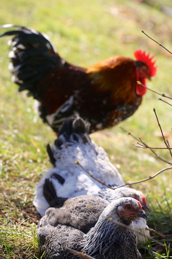 Chickens In The Wind Bedlam Farm