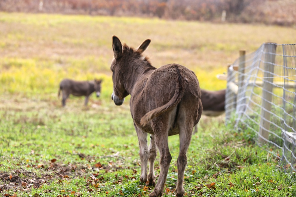 First Rescue Bedlam Farm