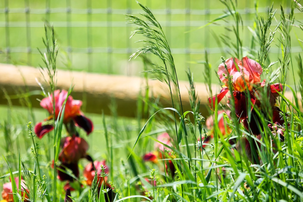 Florence's Secret Garden. Red Irises Bedlam Farm