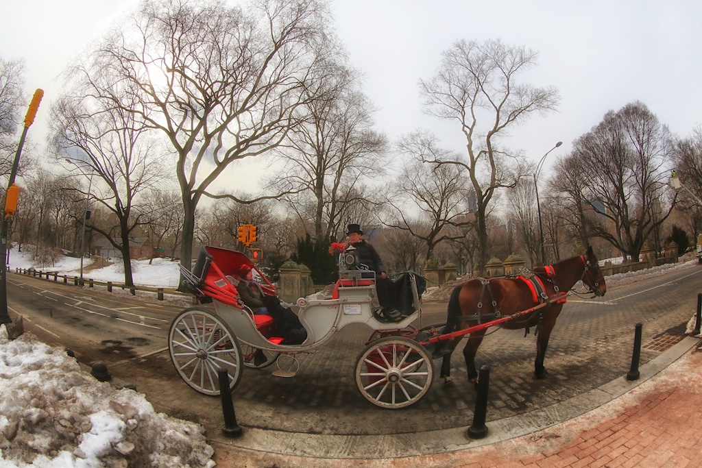 Carriage Ride Bedlam Farm