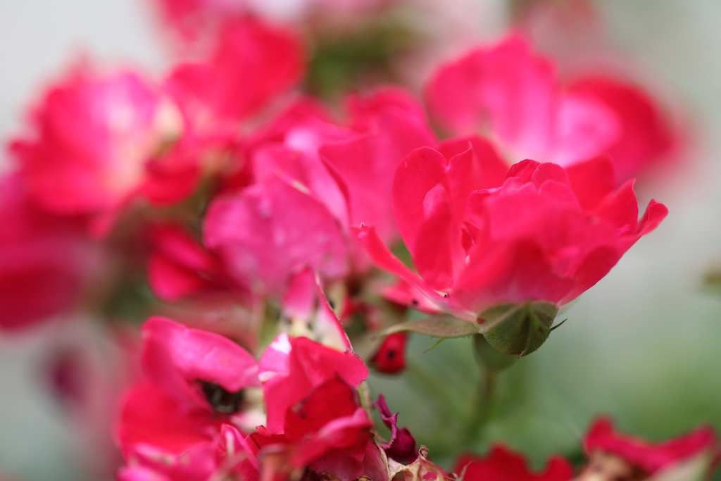 50,000 Best Rose Images & Free HD Stock Photos Pixabay