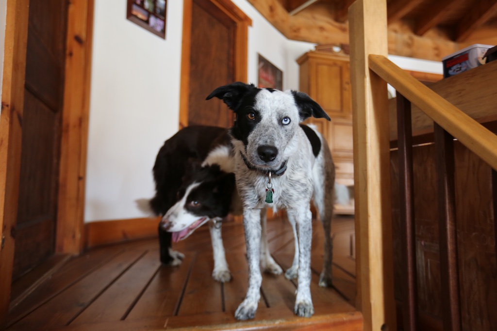 Meditation Dogs. Dogs In Balance. Bedlam Farm
