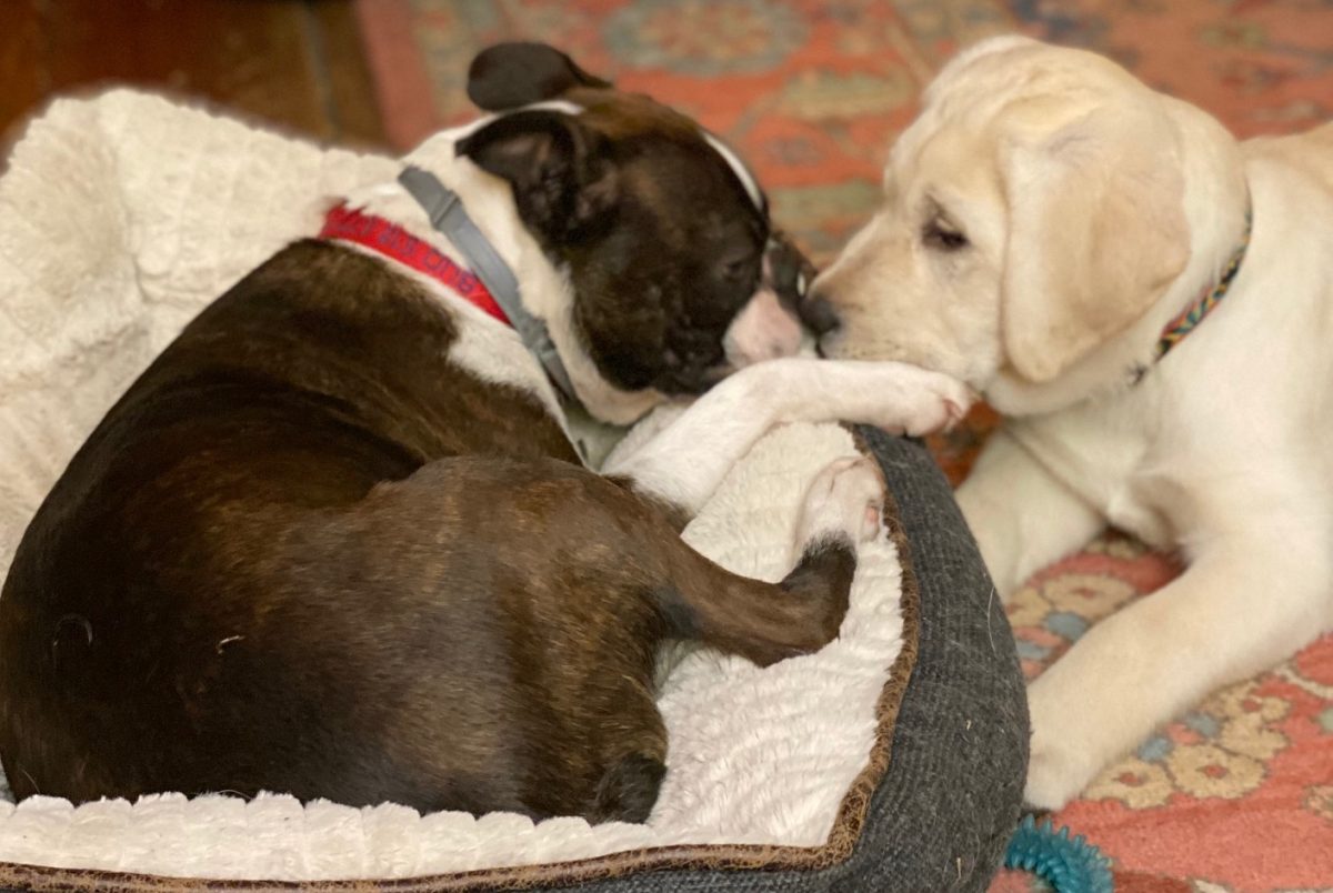 Why Dogs Touch Noses Zinnia, Bud Bedlam Farm
